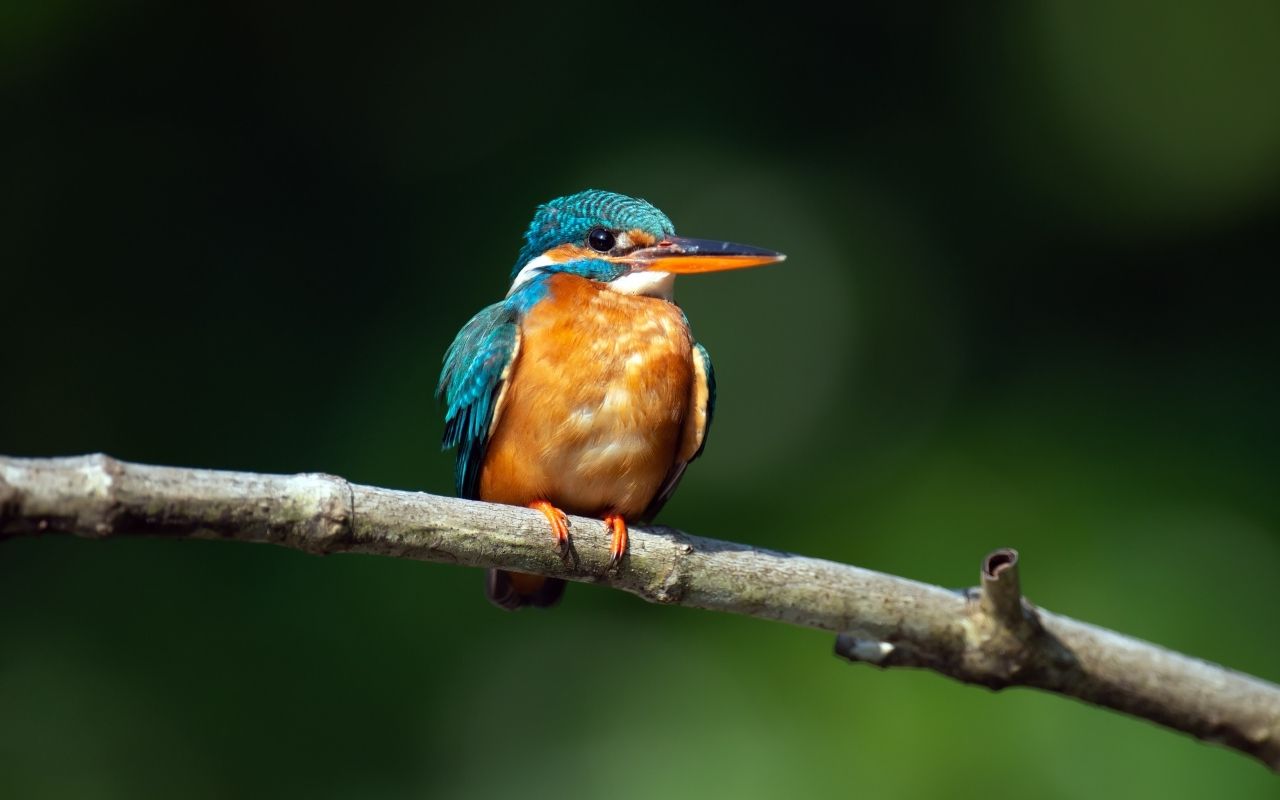 Kaziranga National Park